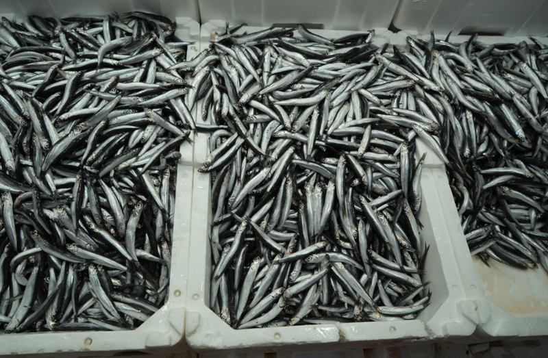 Türkiye'nin İhracat Başarısı: Belçika, Fransa ve Almanya'ya Rekor Gönderim