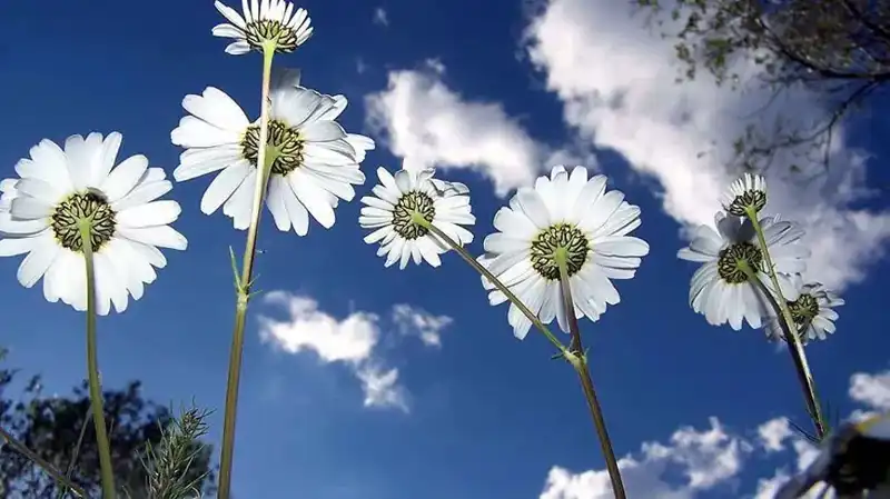 2026 Cemre Düşme Tarihleri: Baharın Müjdecisi Ne Zaman Geliyor?