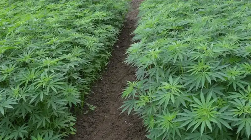 Türkiye'de Kenevir Yetiştiriciliği İçin Tarihi Karar Resmi Gazete'de Yayınlandı